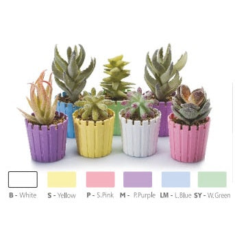Empty Flowerpot Akasya Cactus 6 cm