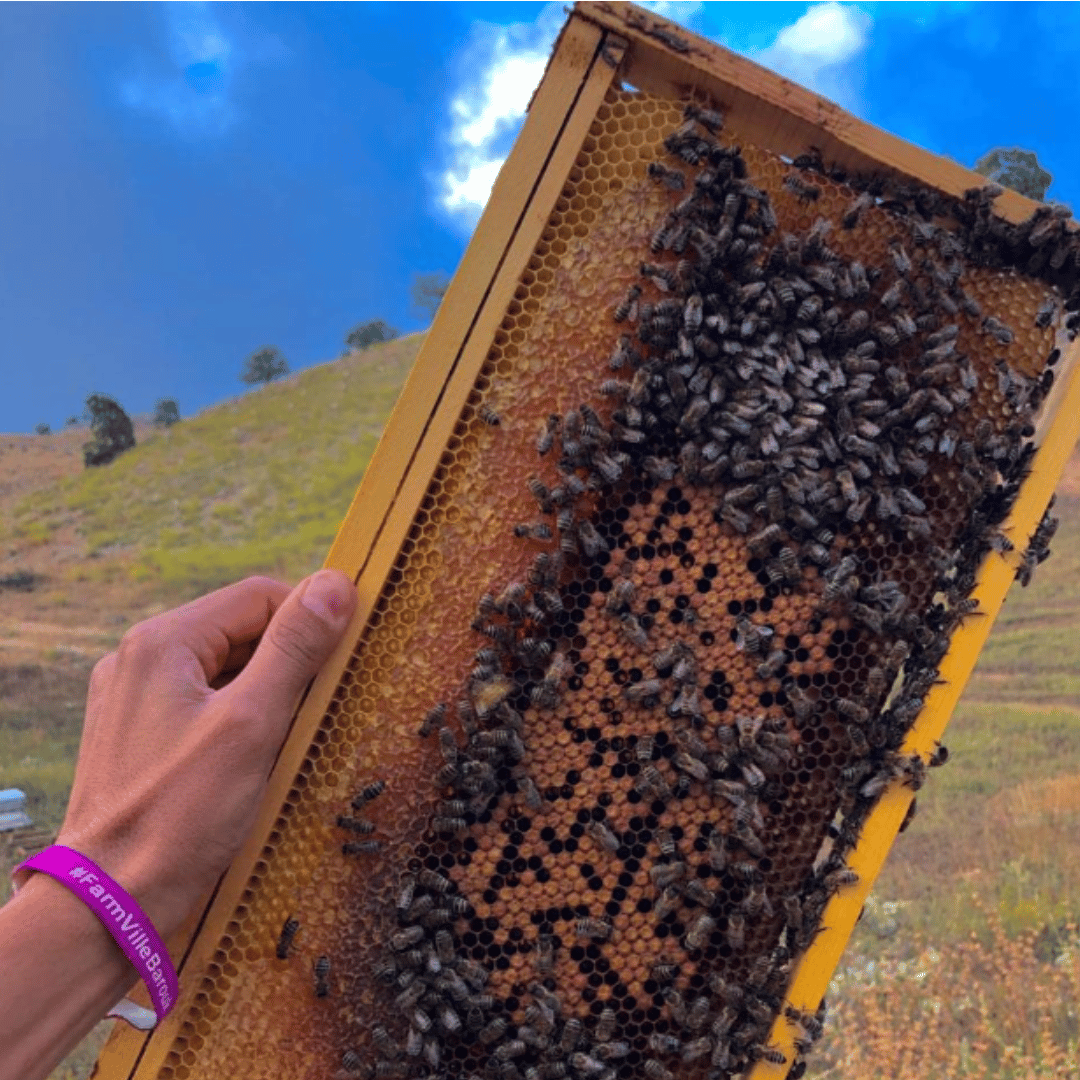 Shouf Biosphere Natural Comb Honey 500g