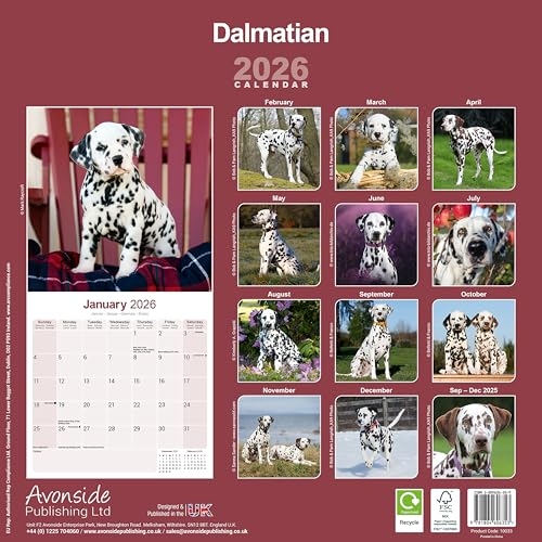 Dalmatian 2026 Calendar | Square Wall Calendar | Dog Breed Gift | Plastic Free Packaging | by Avonside Publishing - Medaid International