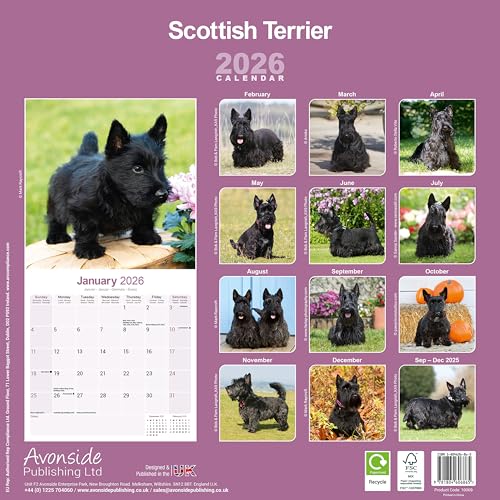 Scottish Terrier 2026 Calendar | Square Wall Calendar | Dog Breed Gift | Plastic Free Packaging | by Avonside Publishing - Medaid International