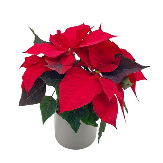 Elegant Poinsettia - Medaid International
