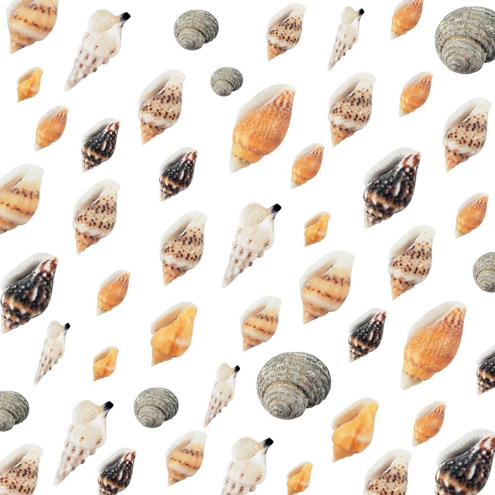 TERRIFI Shell Bead, Tiny Sea Shells, Ocean Beach Spiral Seashells, Craft Charms for Home Decorations Beach Theme Party Candle Making Jewllery DIY Crafts Fish Tank and Vase Filler(2000 Pcs)