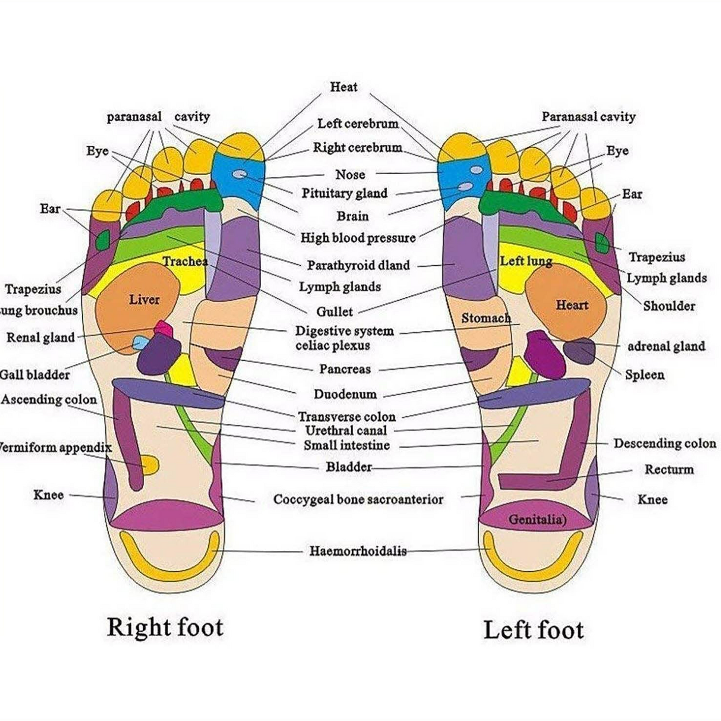 Unisex Acupressure Therapy Slippers – Pain Relief Foot Massager Sandals for Blood Circulation & Relaxation - Medaid International