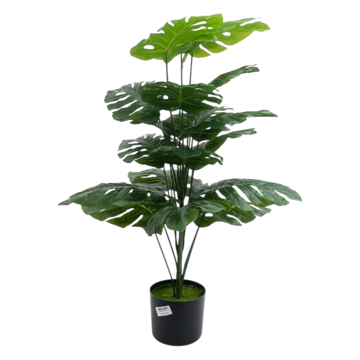 Swiss Cheese Plant
