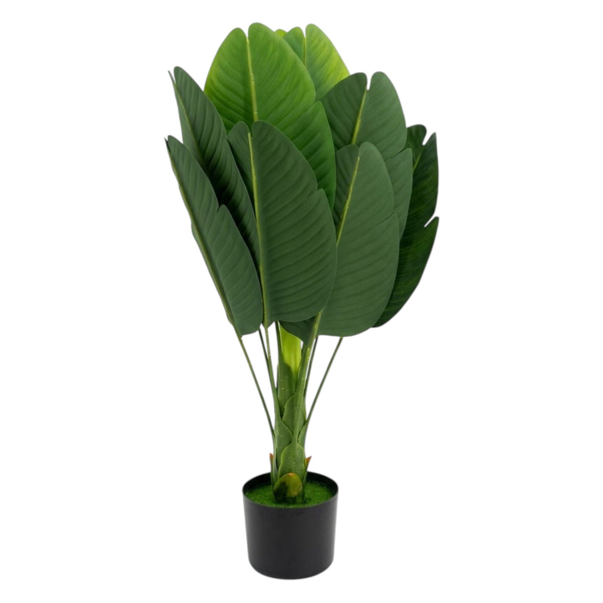 Bird Of Paradise Plant
