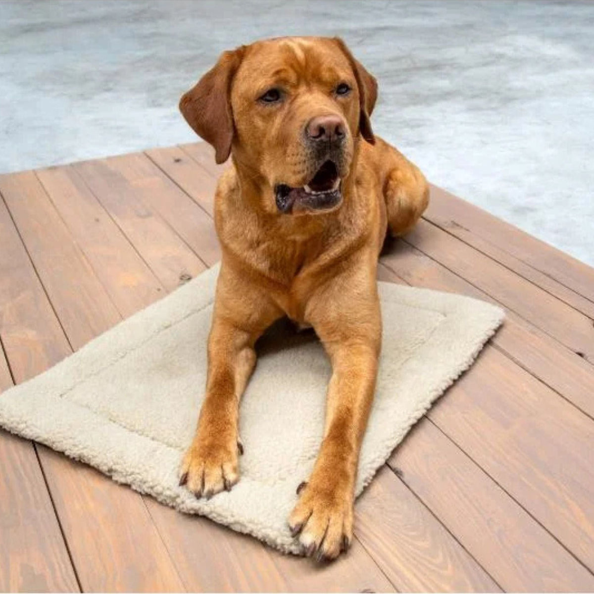 Pet Mat