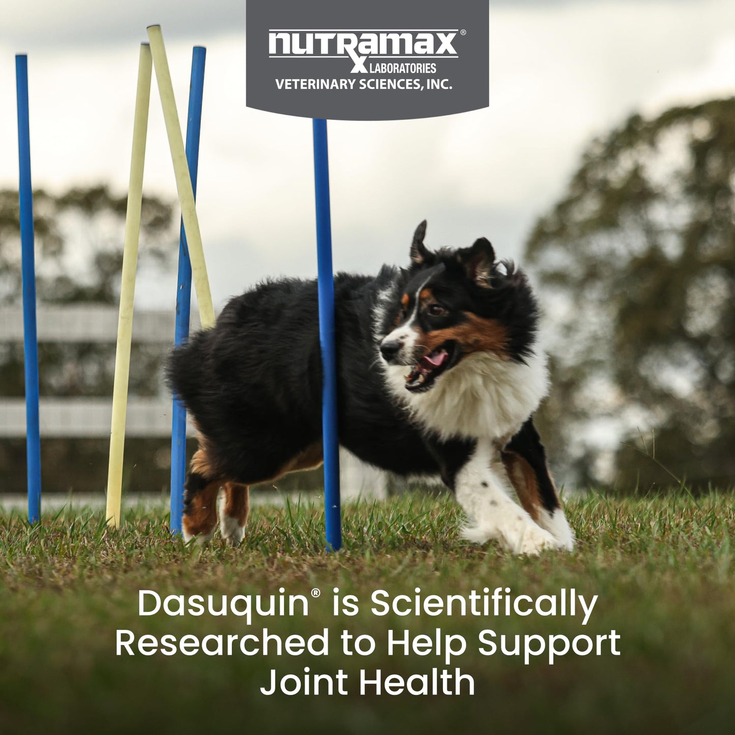 Nutramax Dasuquin for Large Dogs, Joint Health Supplement, Contains Glucosamine for Dogs, Plus Chondroitin, ASU, MSM and More, Supports Healthy Joints, Soft Chews, 42 Count