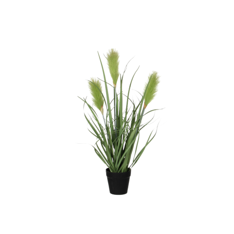 Reed Grass Green In Plastic Pot By Mica