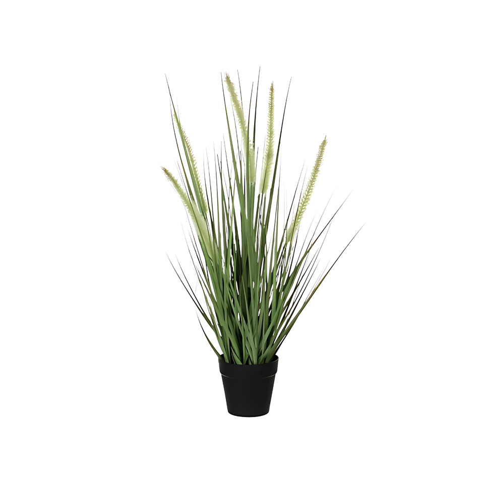 Dogtail grass green in pot