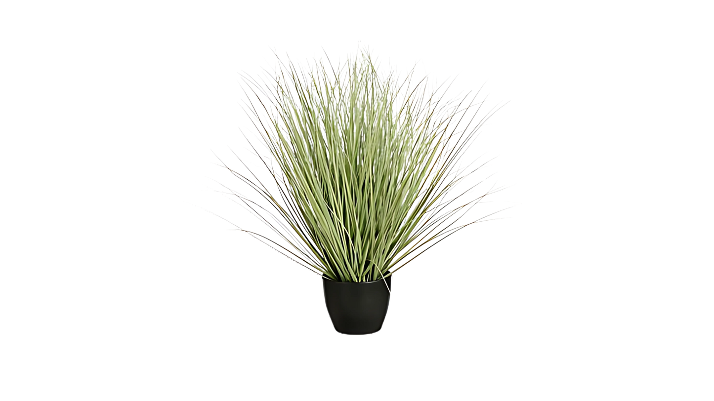 Grass Green in Plastic Pot