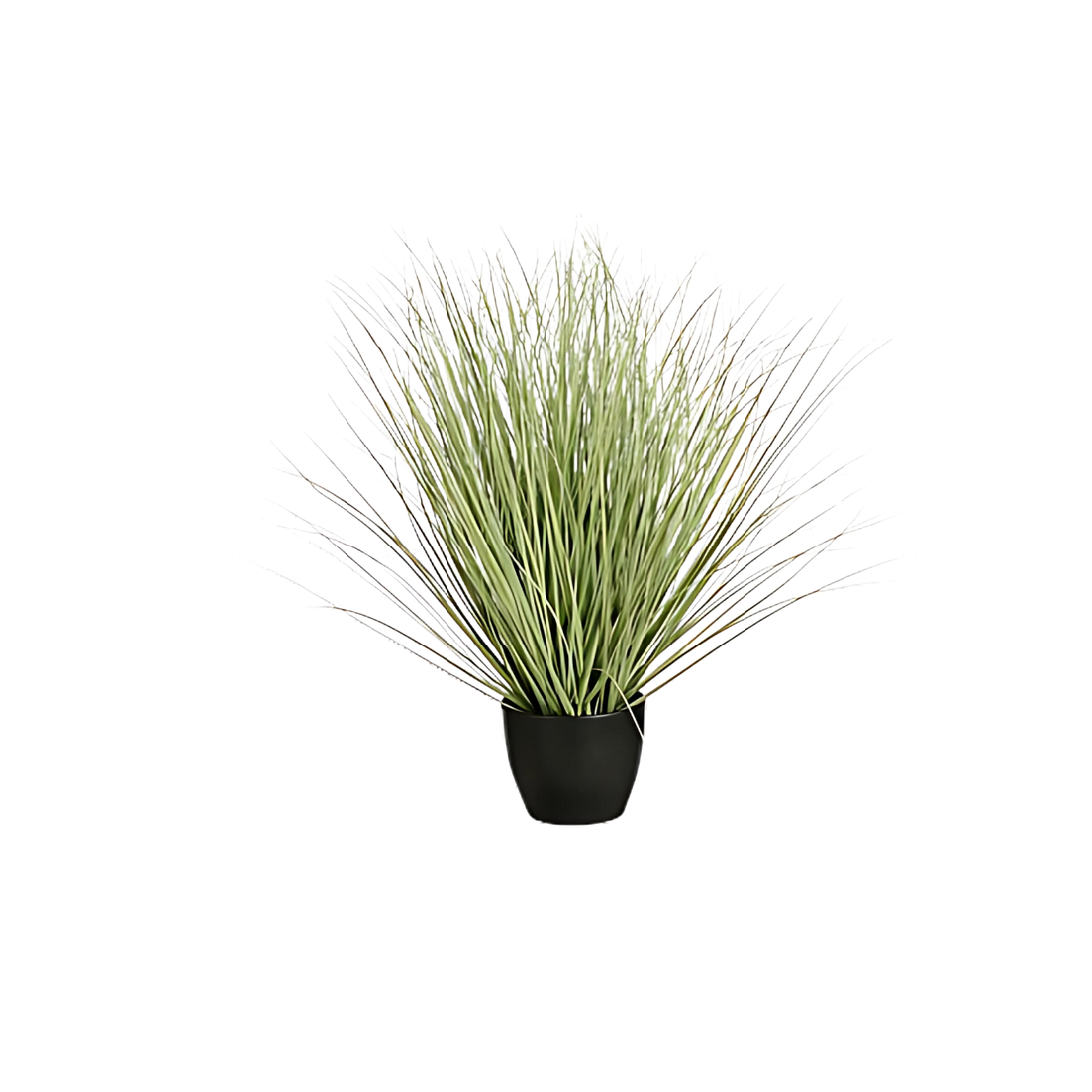 Grass Green in Plastic Pot