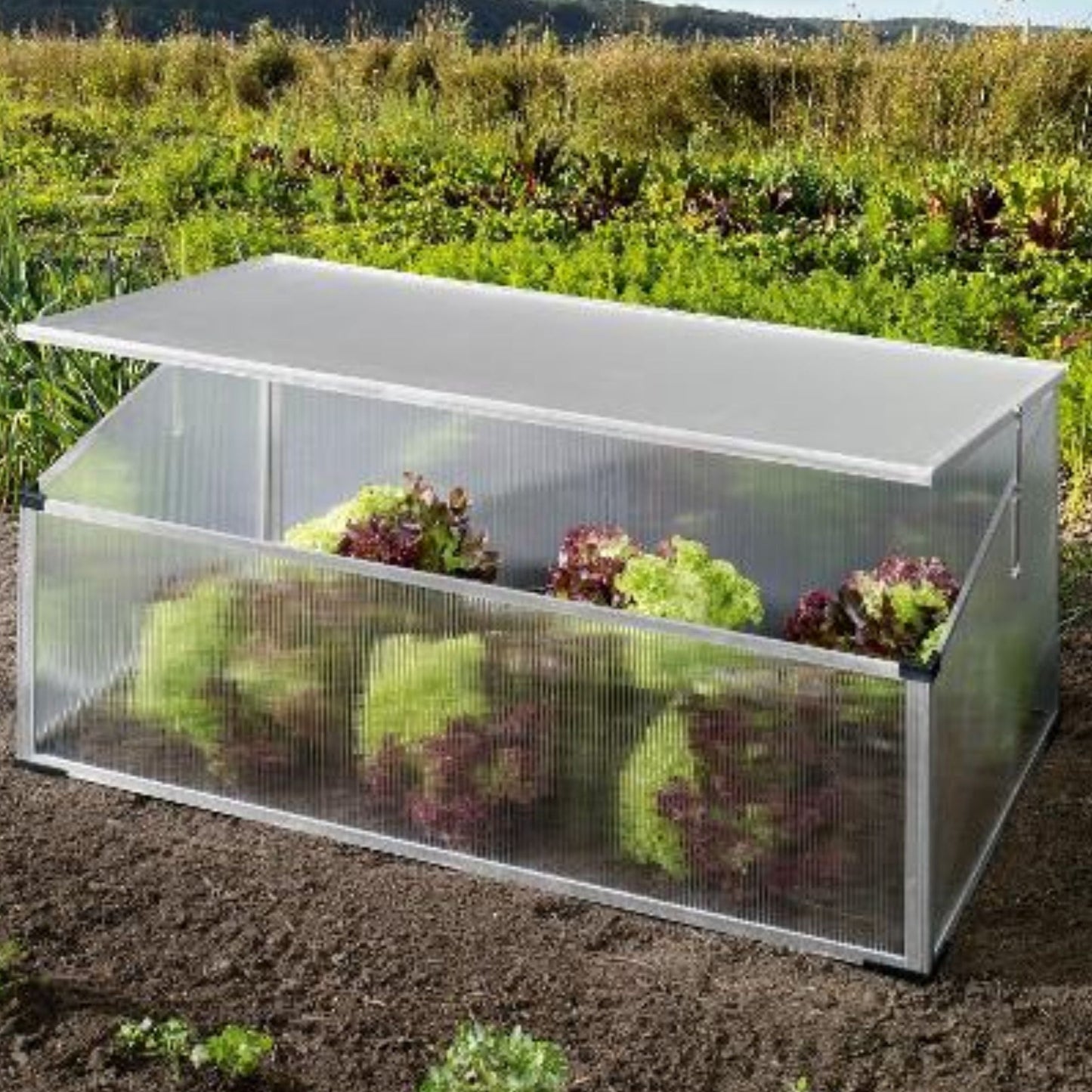 Cold Frame