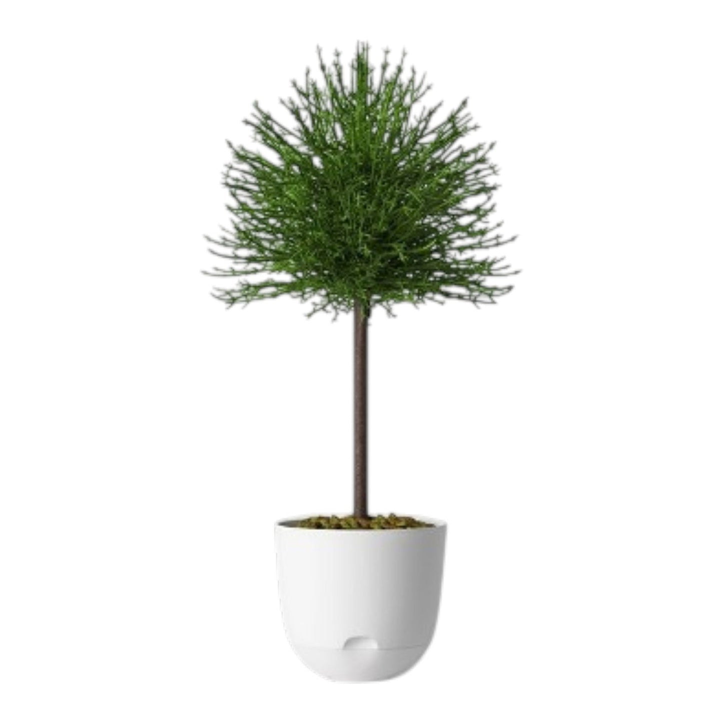 Planter Pot
