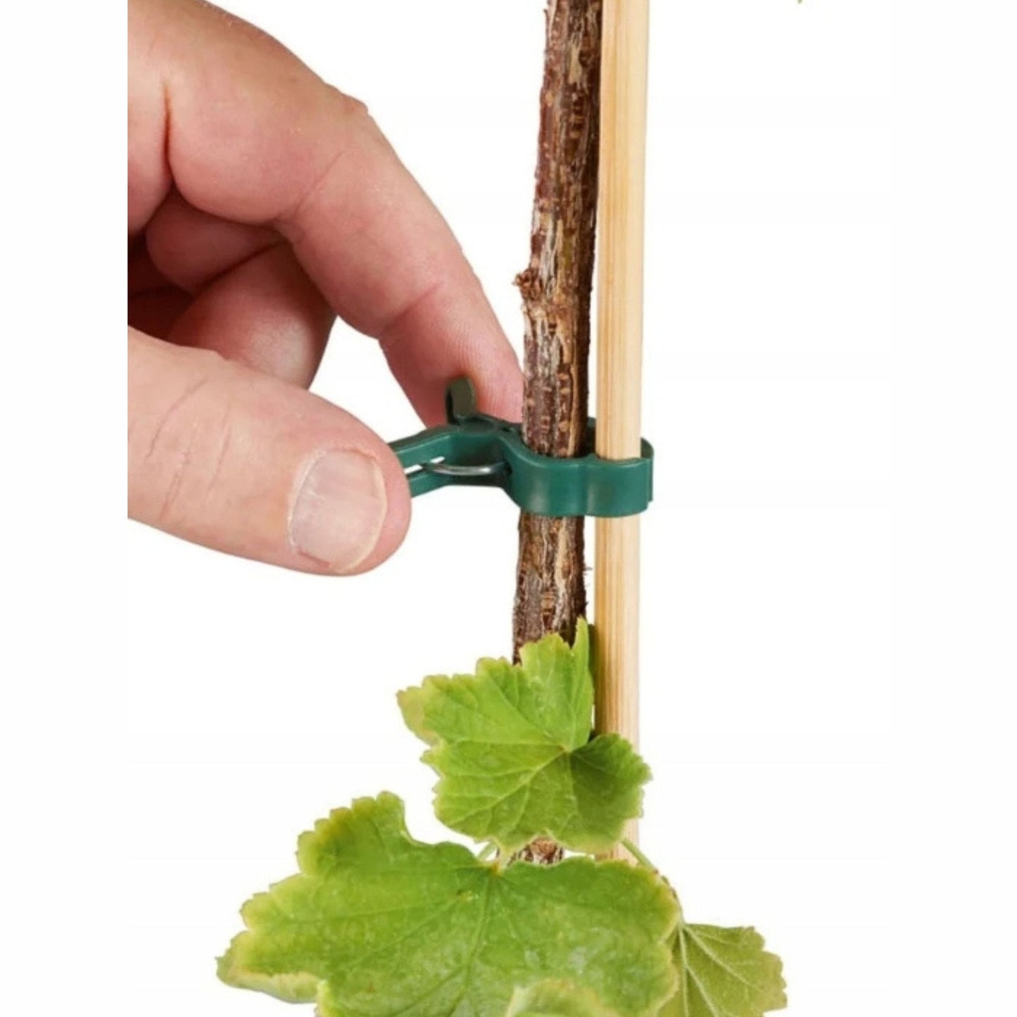 Plant Fastening Clips