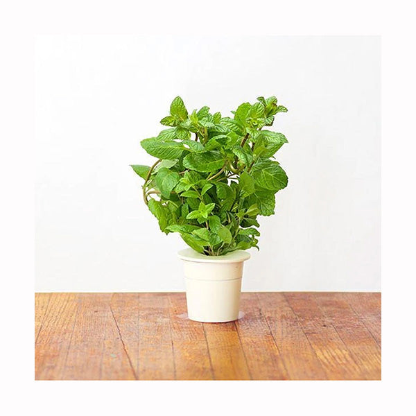 Click and Grow Peppermint Plant Pods - 3 Packs