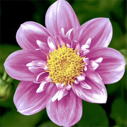 Duni Paper + Design 20 Napkins Pink Flower 33x33cm|Duni In Lebanon