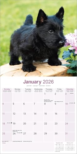 Scottish Terrier 2026 Calendar | Square Wall Calendar | Dog Breed Gift | Plastic Free Packaging | by Avonside Publishing - Medaid International
