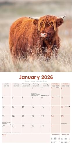 Highland Cows Calendar 2026 | 12 Month Wall Calendar | Avonside Publishing | Plastic Free Packaging - Medaid International