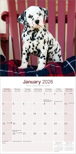 Dalmatian 2026 Calendar | Square Wall Calendar | Dog Breed Gift | Plastic Free Packaging | by Avonside Publishing - Medaid International