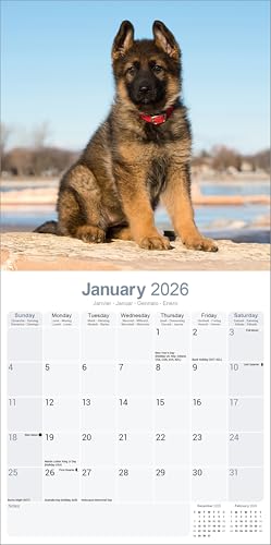 German Shepherd Puppies 2026 Calendar | Square Wall Calendar | Dog Breed Gift | Plastic Free Packaging | by Avonside Publishing - Medaid International