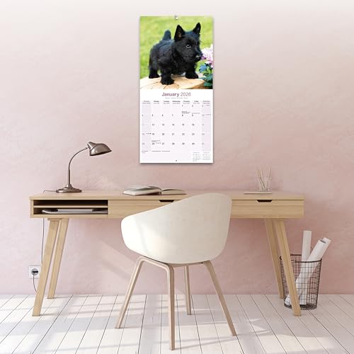 Scottish Terrier 2026 Calendar | Square Wall Calendar | Dog Breed Gift | Plastic Free Packaging | by Avonside Publishing - Medaid International