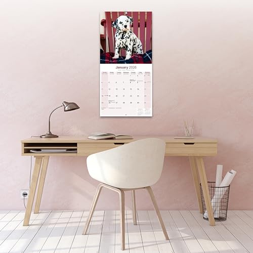 Dalmatian 2026 Calendar | Square Wall Calendar | Dog Breed Gift | Plastic Free Packaging | by Avonside Publishing - Medaid International