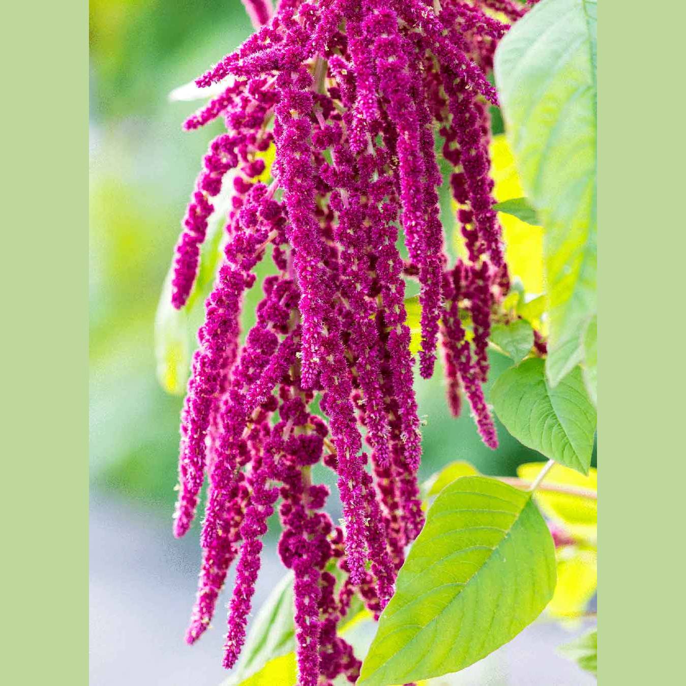 Rausch Repair Conditioner With Amaranth 150ml