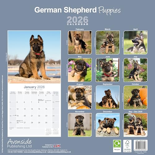 German Shepherd Puppies 2026 Calendar | Square Wall Calendar | Dog Breed Gift | Plastic Free Packaging | by Avonside Publishing - Medaid International