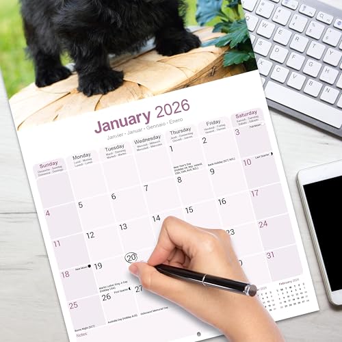 Scottish Terrier 2026 Calendar | Square Wall Calendar | Dog Breed Gift | Plastic Free Packaging | by Avonside Publishing - Medaid International