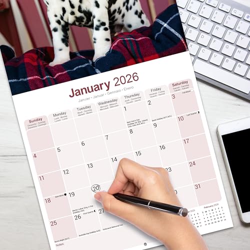Dalmatian 2026 Calendar | Square Wall Calendar | Dog Breed Gift | Plastic Free Packaging | by Avonside Publishing - Medaid International