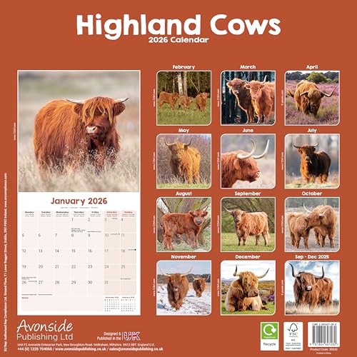 Highland Cows Calendar 2026 | 12 Month Wall Calendar | Avonside Publishing | Plastic Free Packaging - Medaid International