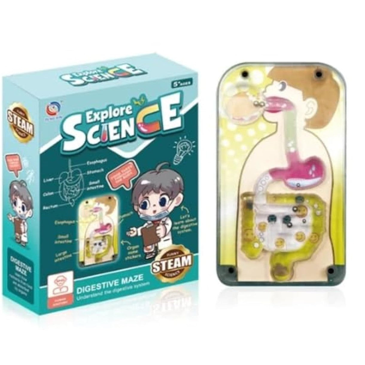 Human Internal Digestive System Educational Kit For Kids Lebanon