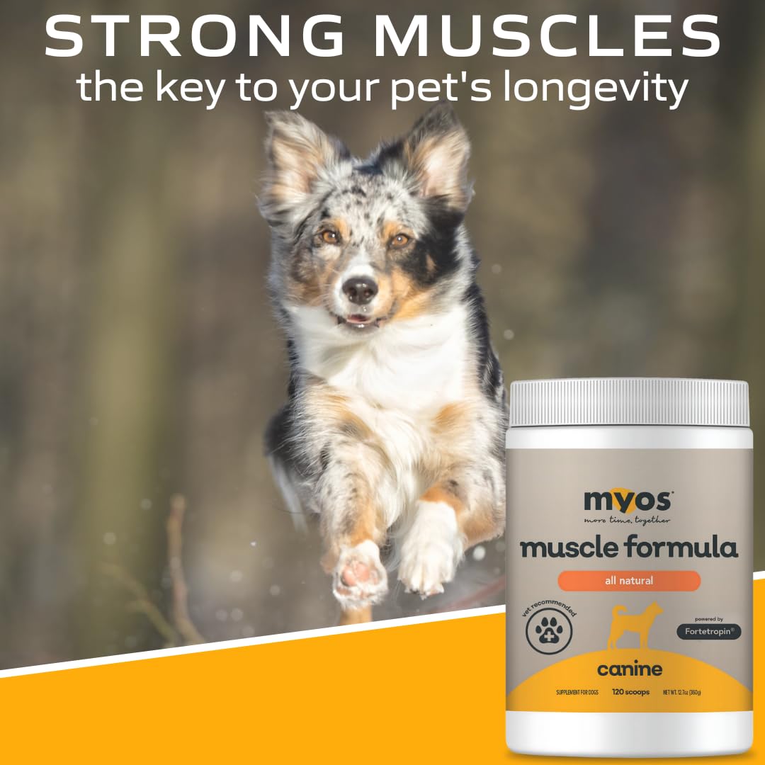 MYOS Canine Muscle Formula - All-Natural Muscle Building Supplement - Helps Reduce Muscle Loss in Dogs Due to Normal Aging and Improves Recovery from Injury or Surgery - Medaid International