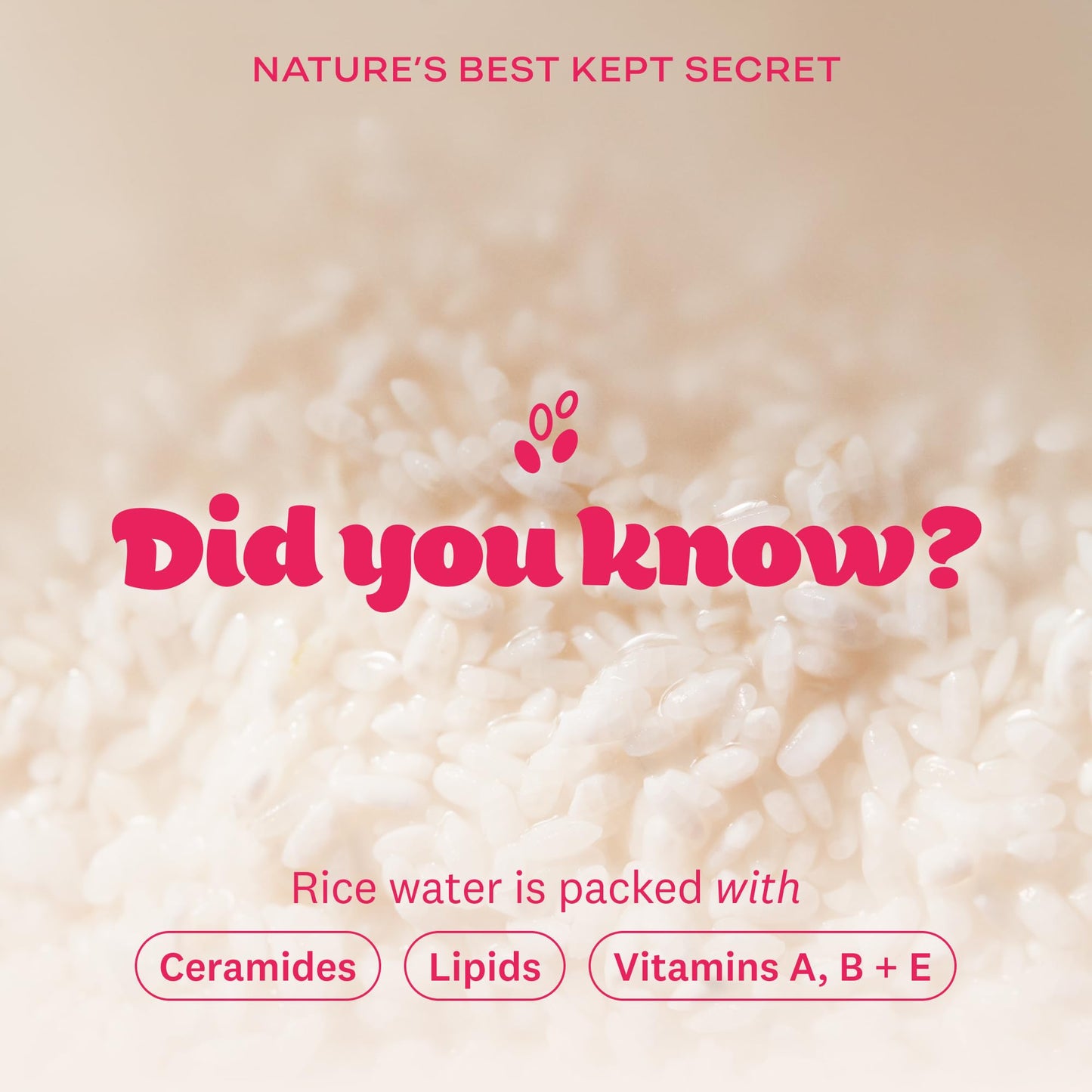 The Face Shop Rice Water Bright Vegan Cream - Instant Moisturization Quick-Absorbing Formula - Vegan, Brightening - Rice Water, Niacinamide, Hyaluronic Acid - Moisturizer Face Cream - Korean Skin Care - Medaid International