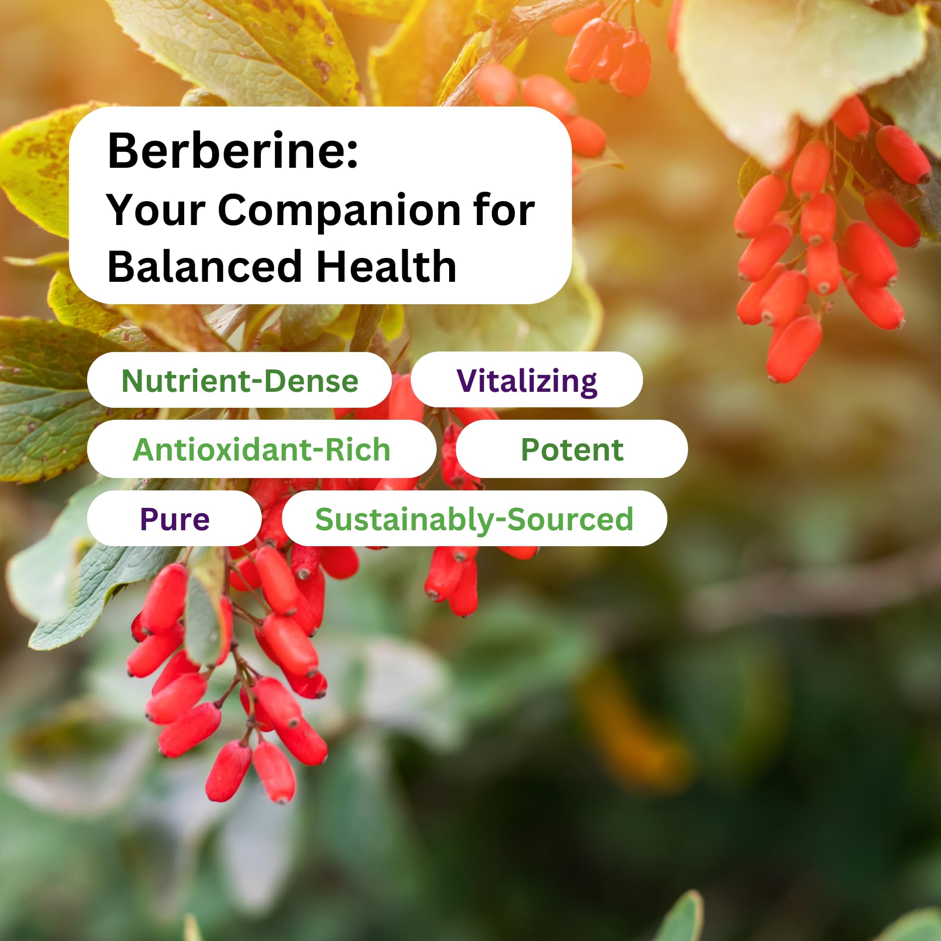 Paradise Herbs, Berberine Extract, 500 mg, Pure & Potent Berberine Supplement, Vegan, Non-GMO, Gluten Free, 60 Vegetarian Capsules - Medaid International