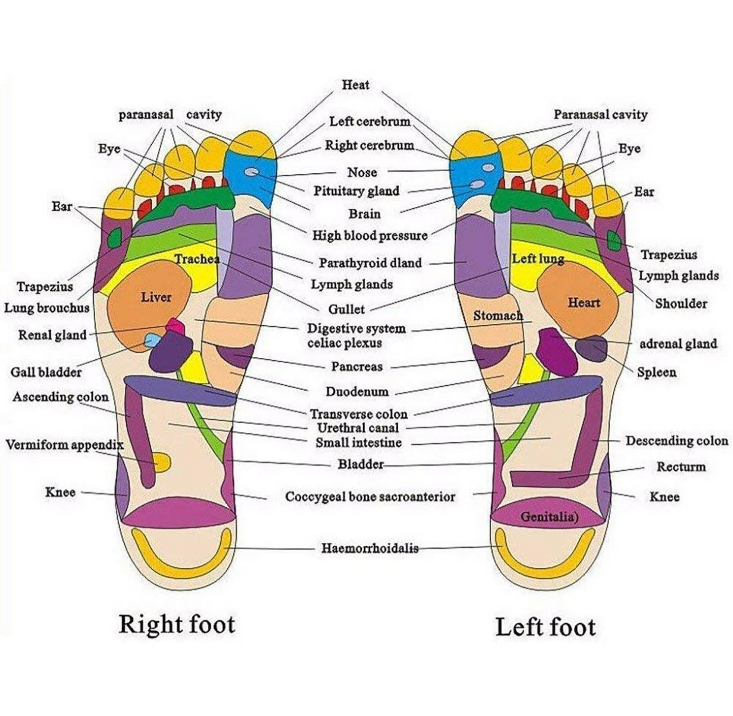 Unisex Acupressure Therapy Slippers ‚Äì Pain Relief Foot Massager Sandals for Blood Circulation & Relaxation - Medaid International