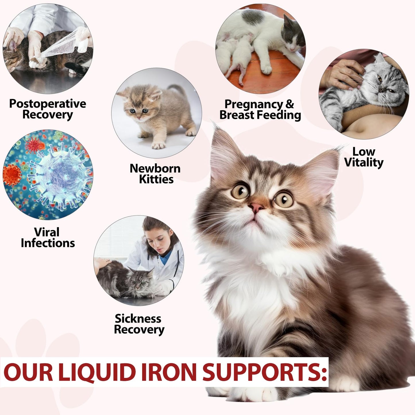 Iron for Cats with Anemia, 2 Fl Oz Liquid Iron Supplements for Cats Improves Anemia, Low Energy Levels and Lethargy, Promotes Blood Health - Medaid International