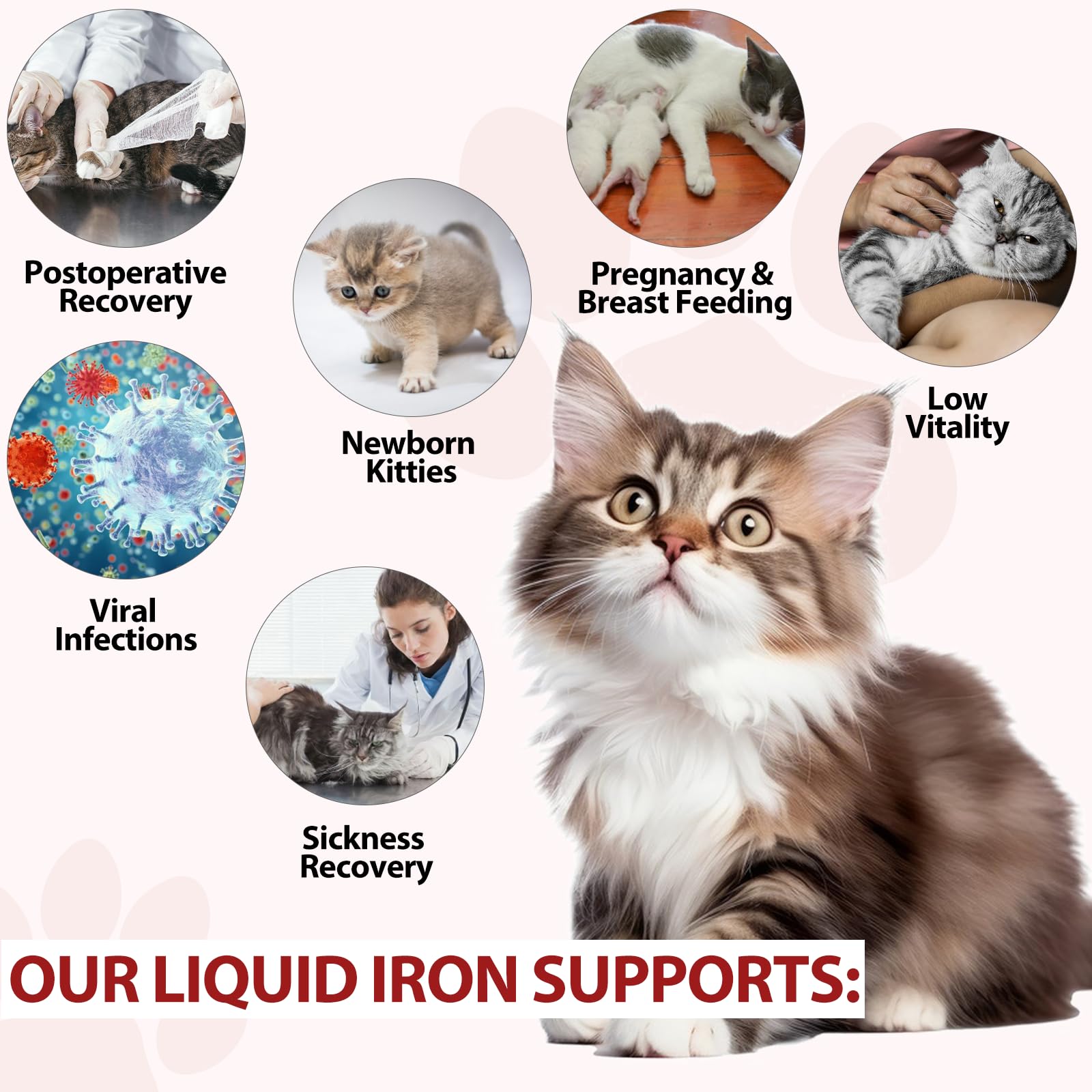 Iron for Cats with Anemia, 2 Fl Oz Liquid Iron Supplements for Cats Improves Anemia, Low Energy Levels and Lethargy, Promotes Blood Health - Medaid International