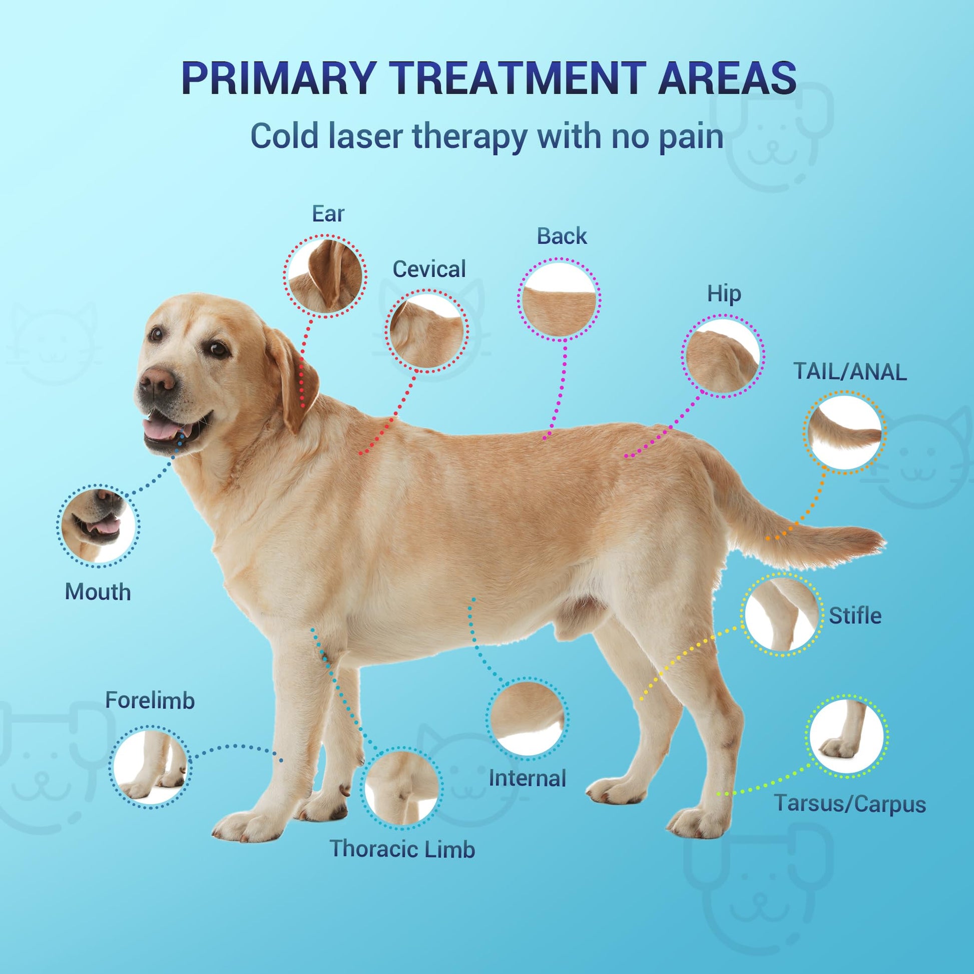 Mibest Cold Laser Therapy Device for Vet - Red Light Therapy for Dogs and Cats - Infrared Light Therapy Targets Joint and Muscles - Pain Relief, Arthritis, Spinal, Wound Healing (4x808nm + 12x650nm) - Medaid International