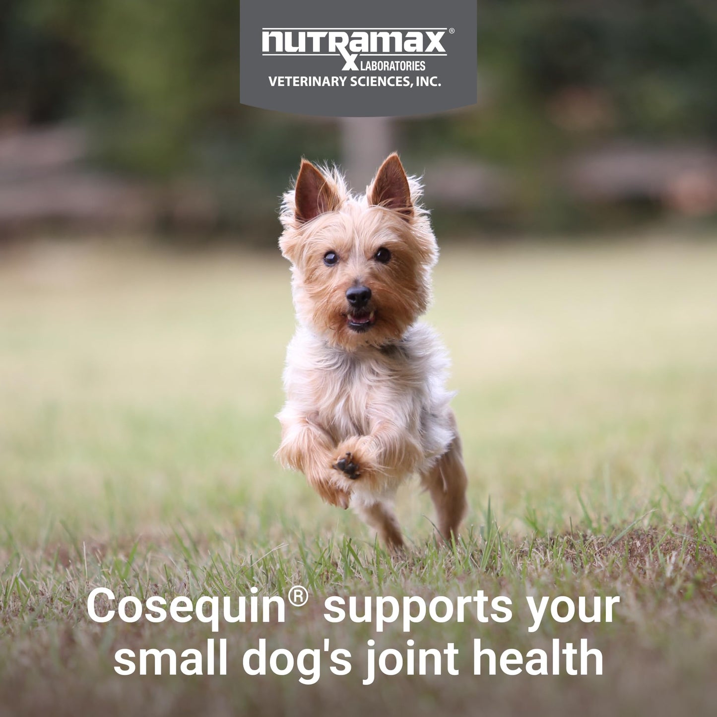 Cosequin Minis Soft Chews Maximum Strength with MSM Plus Omega3, 45 Count