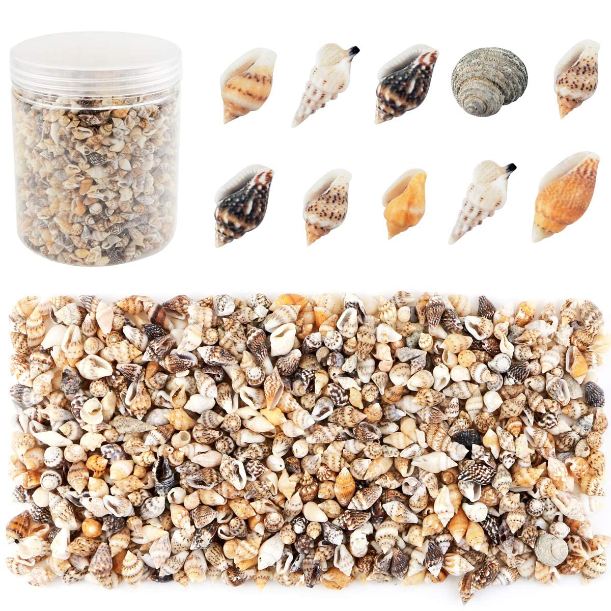 TERRIFI Shell Bead, Tiny Sea Shells, Ocean Beach Spiral Seashells, Craft Charms for Home Decorations Beach Theme Party Candle Making Jewllery DIY Crafts Fish Tank and Vase Filler(2000 Pcs)