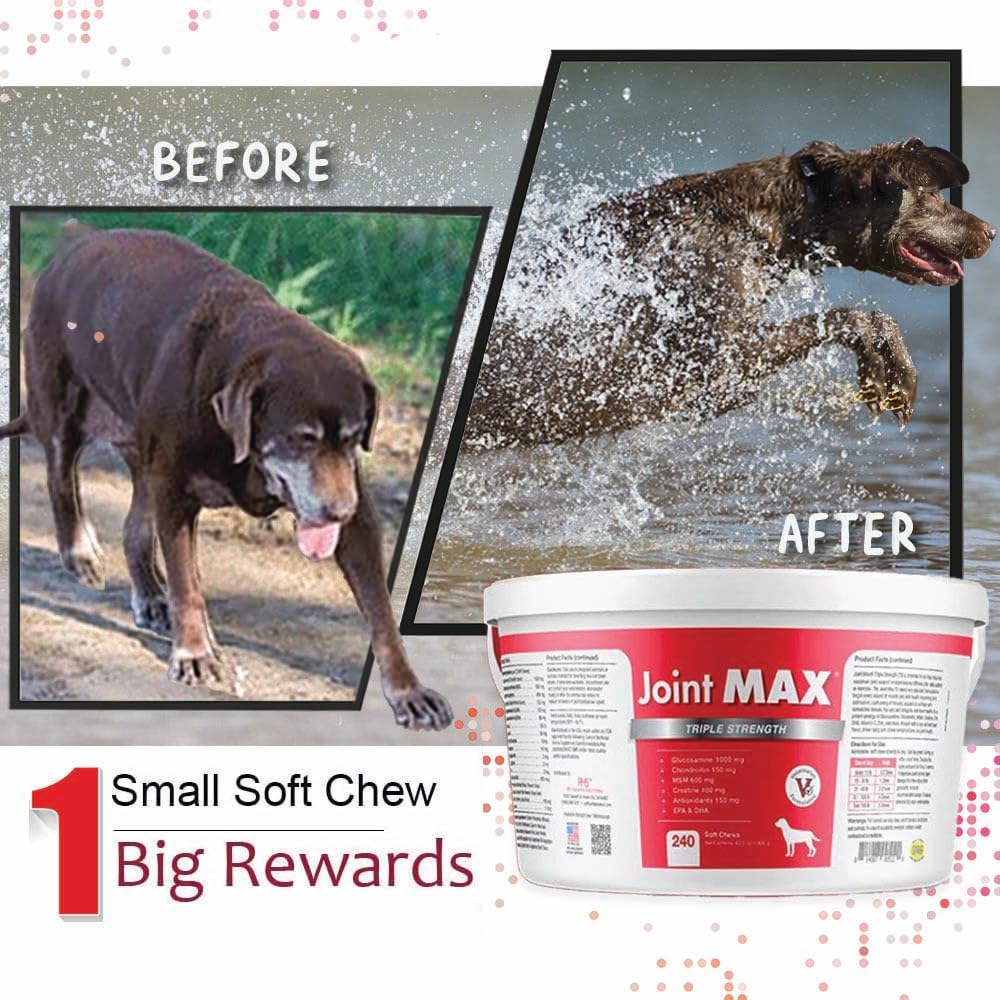 Joint MAX TS Joint Supplement Vet Formulated Pain & Inflammation Relief Treats Hip Dysplasia & Arthritis.Glucosamine, Chondroitin, Turmeric, MSM, HA, Creatine, Omega 3 EPA+DHA. All Dogs 240 Soft Chews