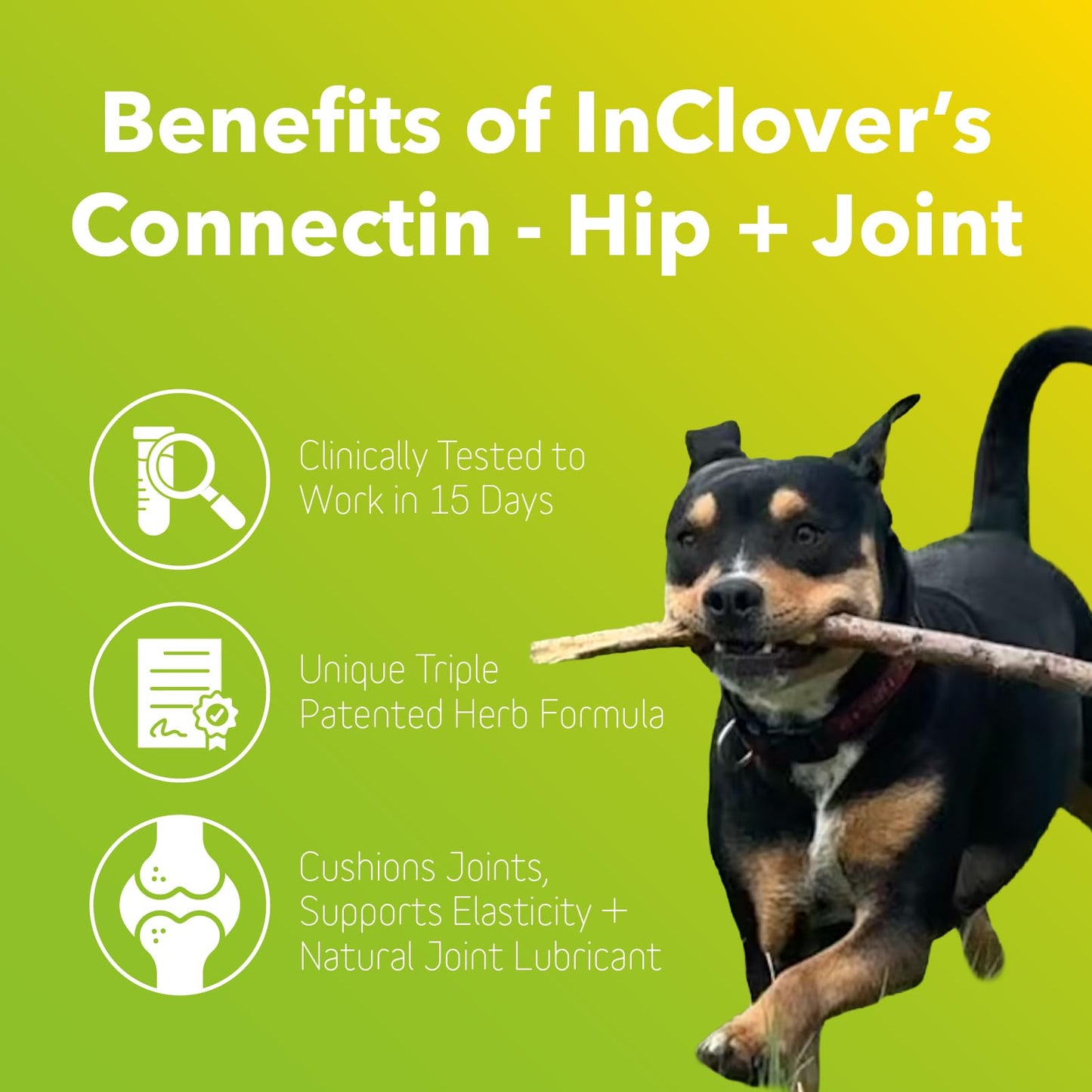 InClover Connectin Natural Hip & Joint Supplement for Dogs with Glucosamine, Chondroitin & Hyaluronic Acid - Soft Chew for Dog Mobility, Comfort & Active Lifestyle Support, 100 Count