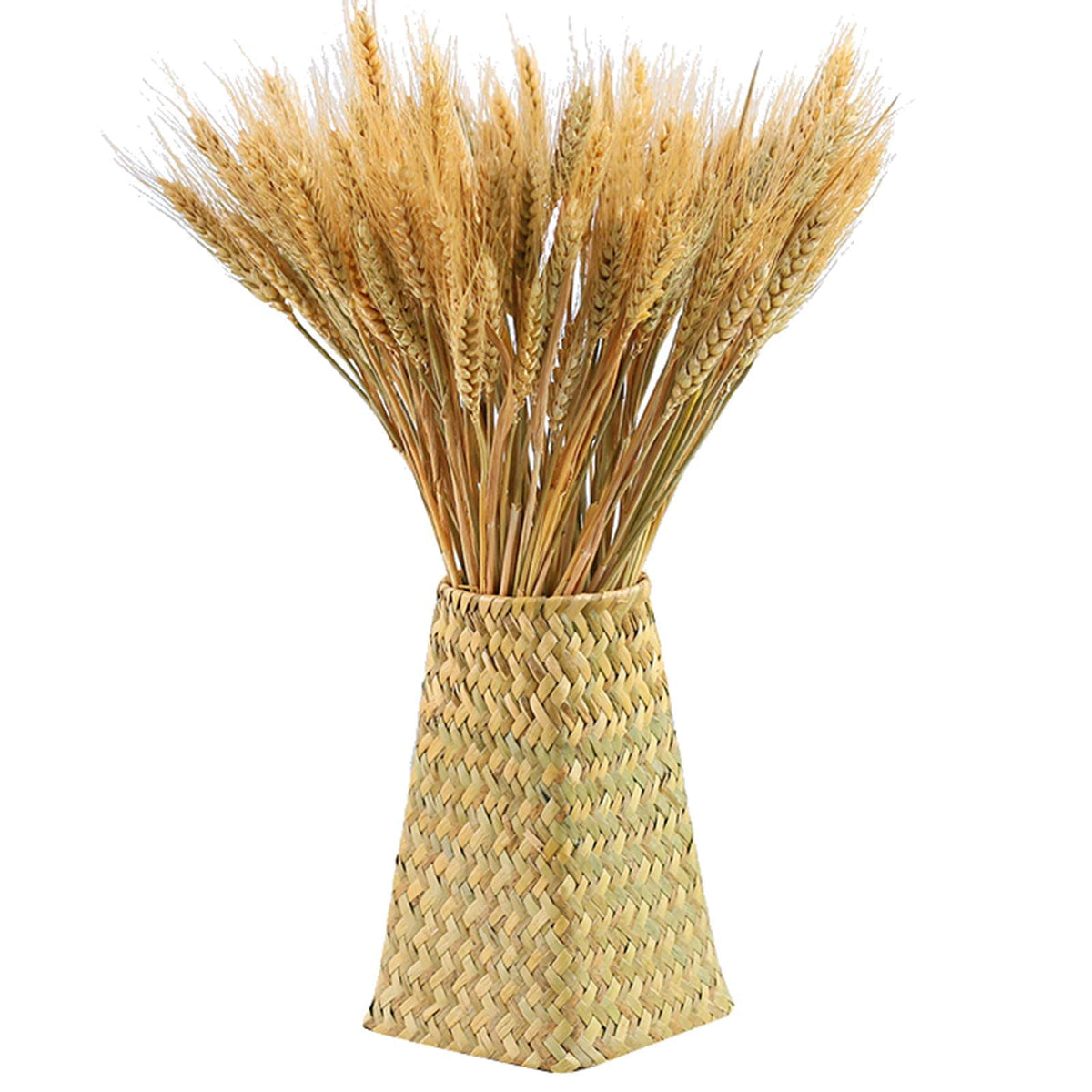 TERRIFI Dried Wheat Sheaves 300 Fall Stems 16 Inch, Natural Wheat Stalks Bundle Fall Arrangement for DIY Craft, Wheat Decor Home Table, Fall Wedding Decorations