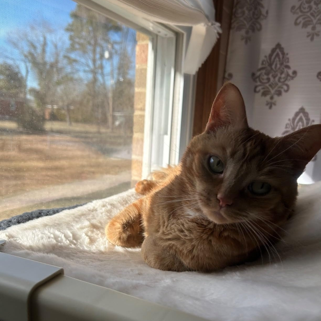 MEWOOFUN Window Sill Perch for Indoor Cats hammock