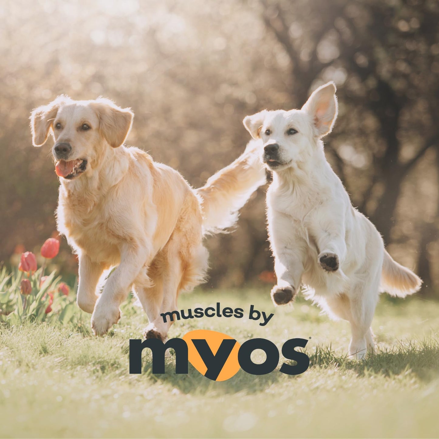 MYOS Canine Muscle Formula - All-Natural Muscle Building Supplement - Helps Reduce Muscle Loss in Aging Dogs and Improve Recovery from Injury or Surgery - Medaid International
