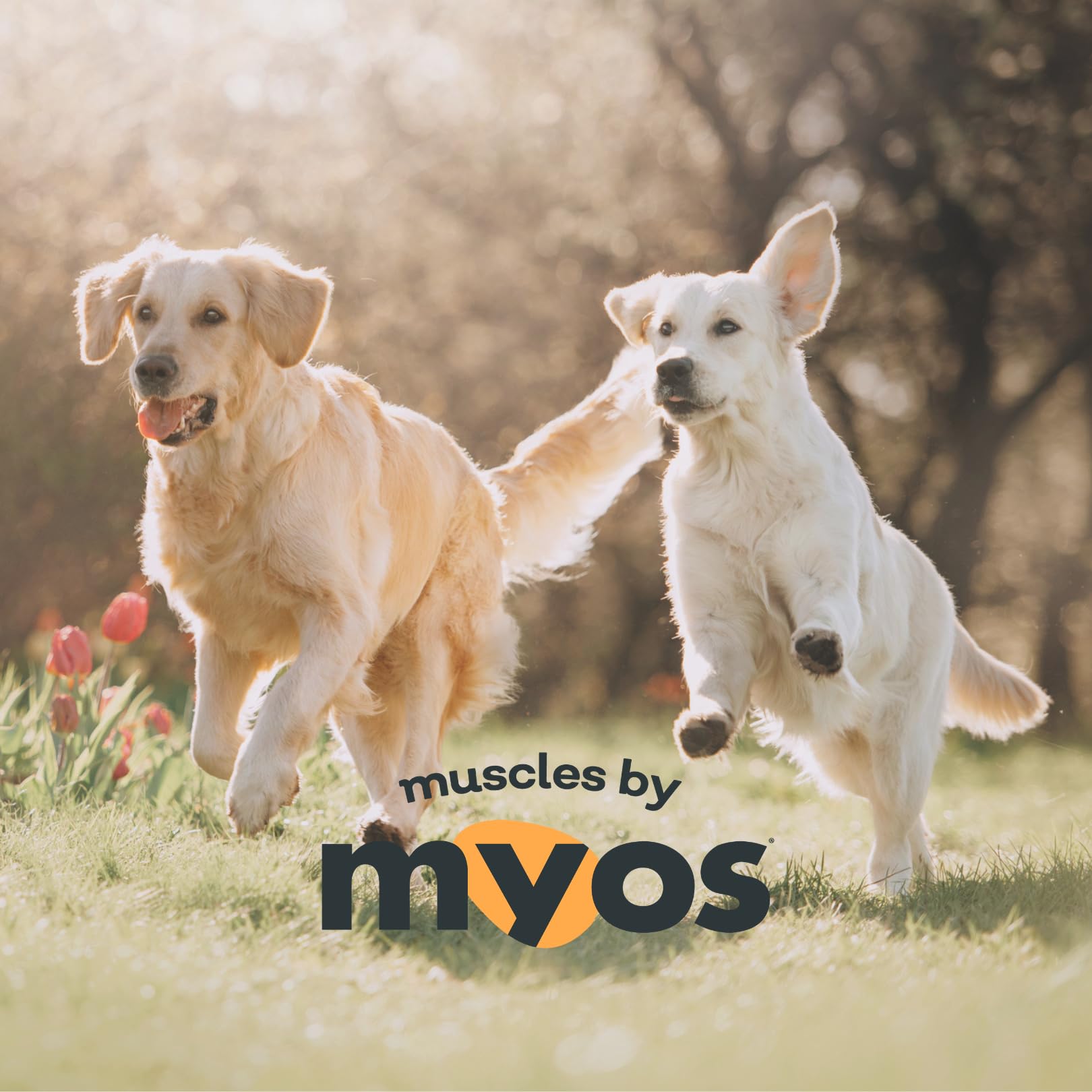 MYOS Canine Muscle Formula - All-Natural Muscle Building Supplement - Helps Reduce Muscle Loss in Aging Dogs and Improve Recovery from Injury or Surgery - Medaid International