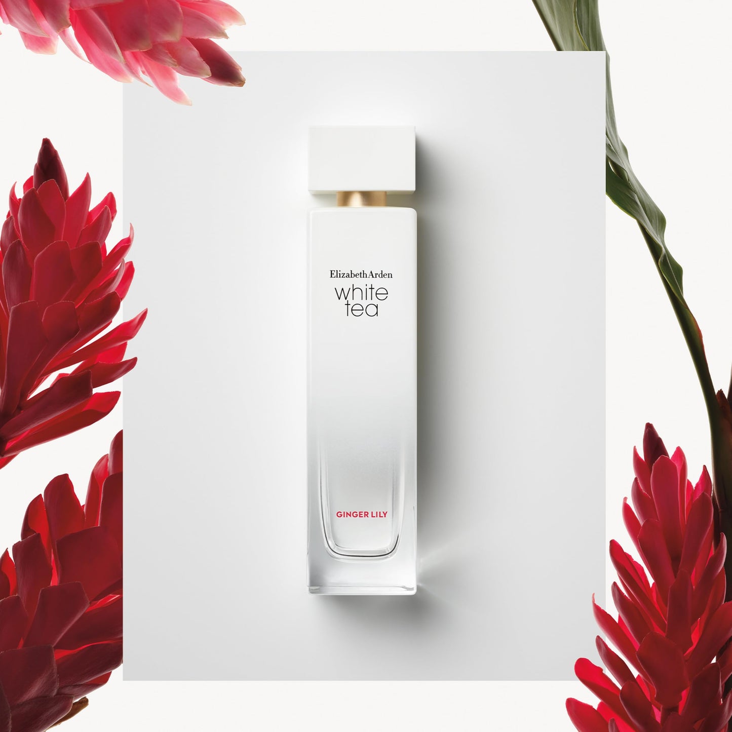 Elizabeth Arden White Tea Ginger Lily Eau de Toilette Spray, Perfume for Women, 3.3 oz. - Medaid International