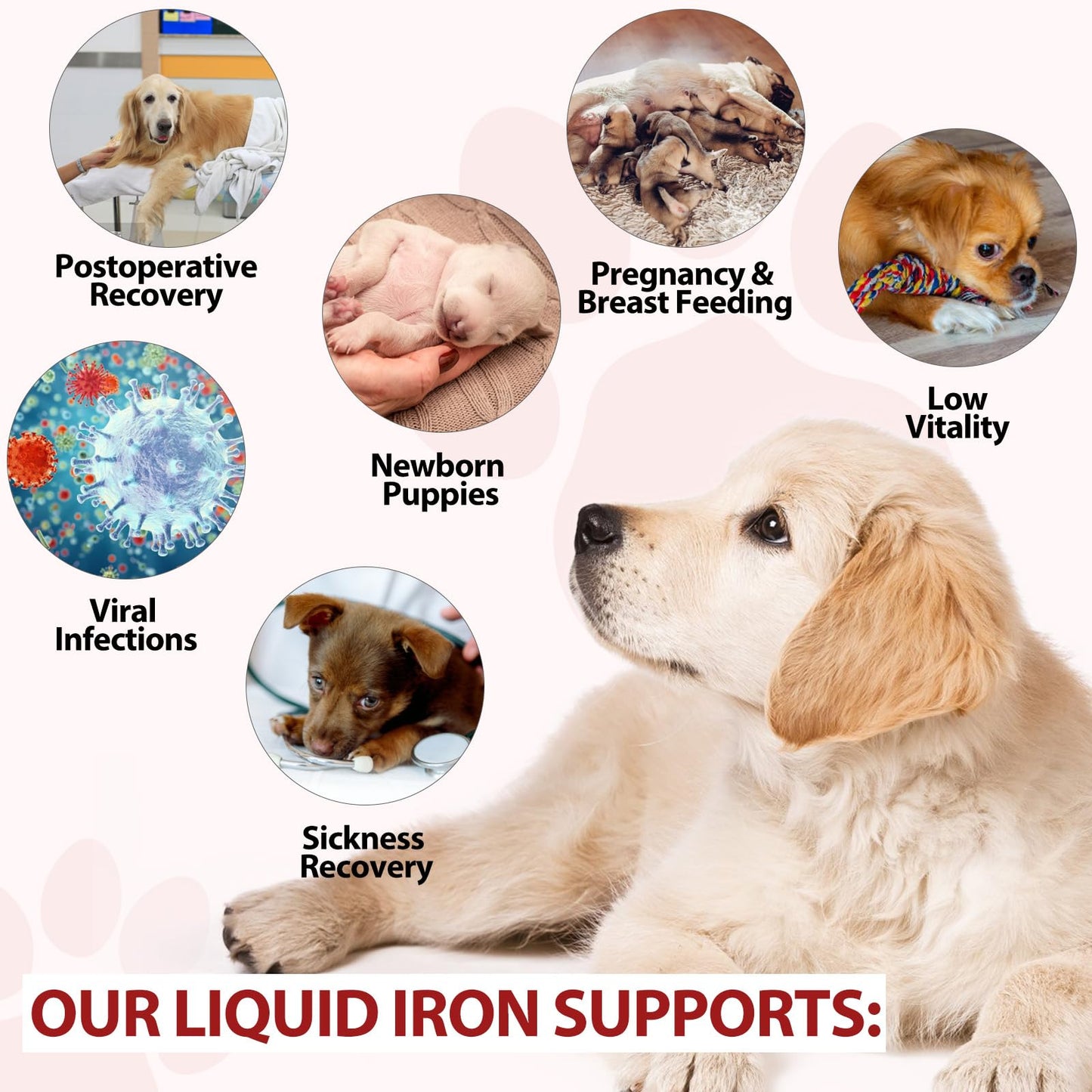 Iron Supplements for Dogs, Liquid Iron for Dogs with Folate and B12 Supports Anemia, Supplement for Anemia, Promotes Blood Health 2 oz - Medaid International