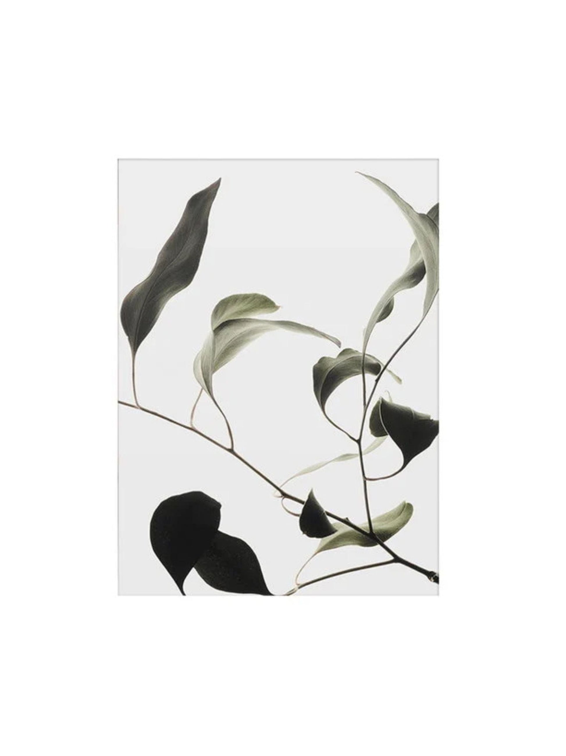 Floating Leaves